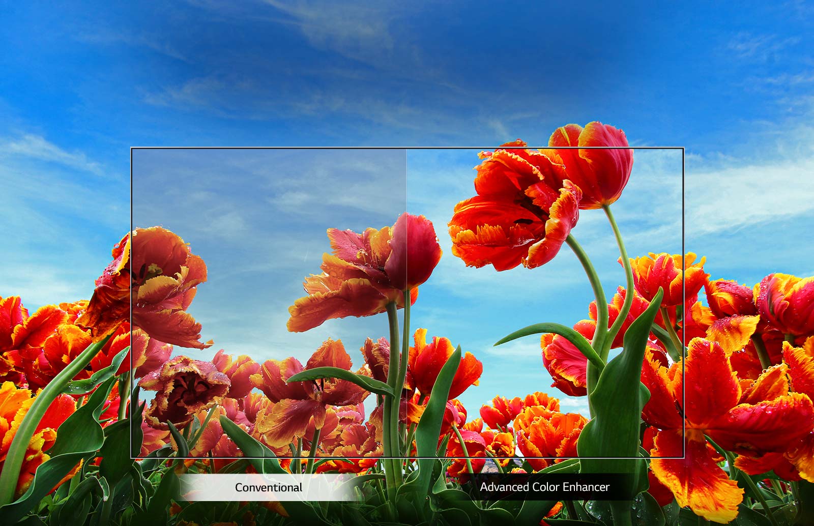 تکنولوژی Dynamic Color Enhancer برای بهبود رنگ های تصاویر در تلویزیون ال جی LM6300